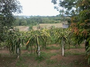 Perkebunan Buah Naga