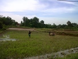 Persawahan di pedesaan di Kecamatan Jambe.